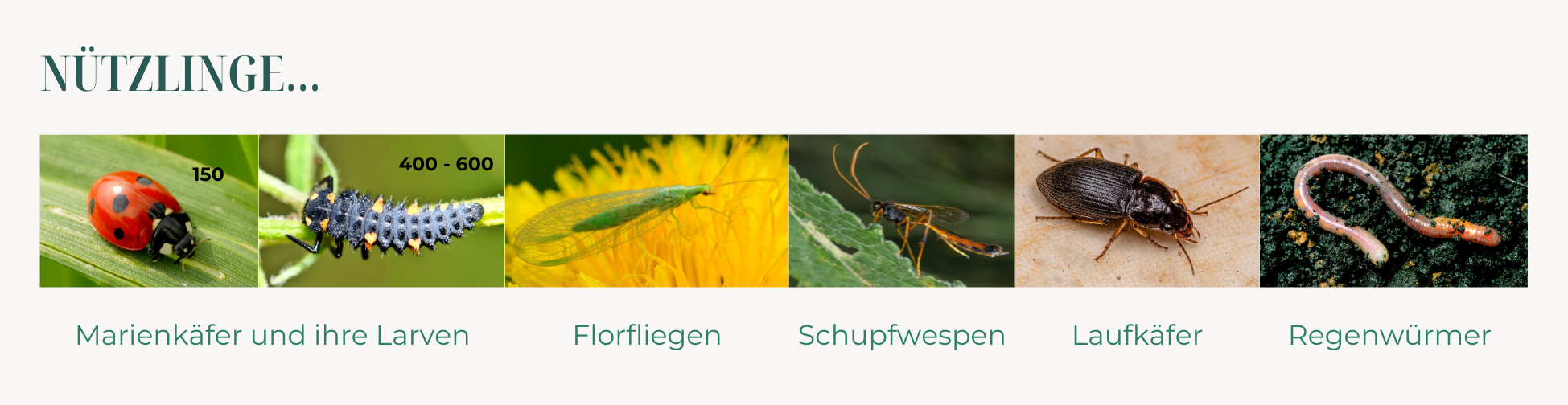 nützlinge