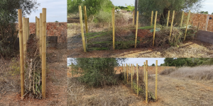 Benjeshecke im Aufbau